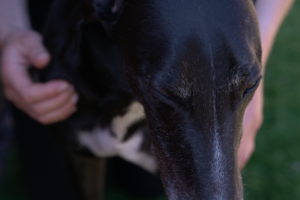 Hands on Reiki on a Greyhound