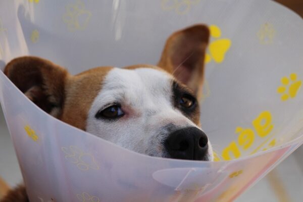 Dog with elizabethan cone around neck