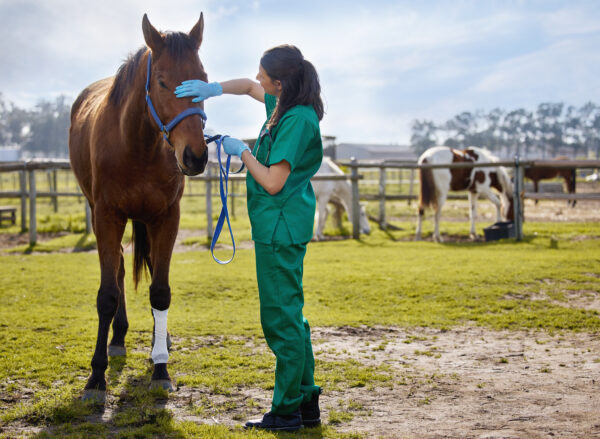 Equine vet with horse in a field, horse has a bandage on left front leg