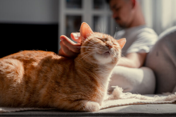 Man in Reiki meditating petting his cat, the ginger cat has eyes closed looking happy.