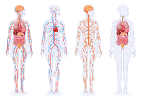 4 human figures showing internal organs, blood circulatory system, nervous system and digestive system