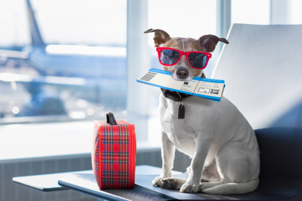 Jack Russell dog wearing sunglasses holding a plane ticket in his mouth